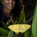 moth_ph_v_0030_cos2326.jpg